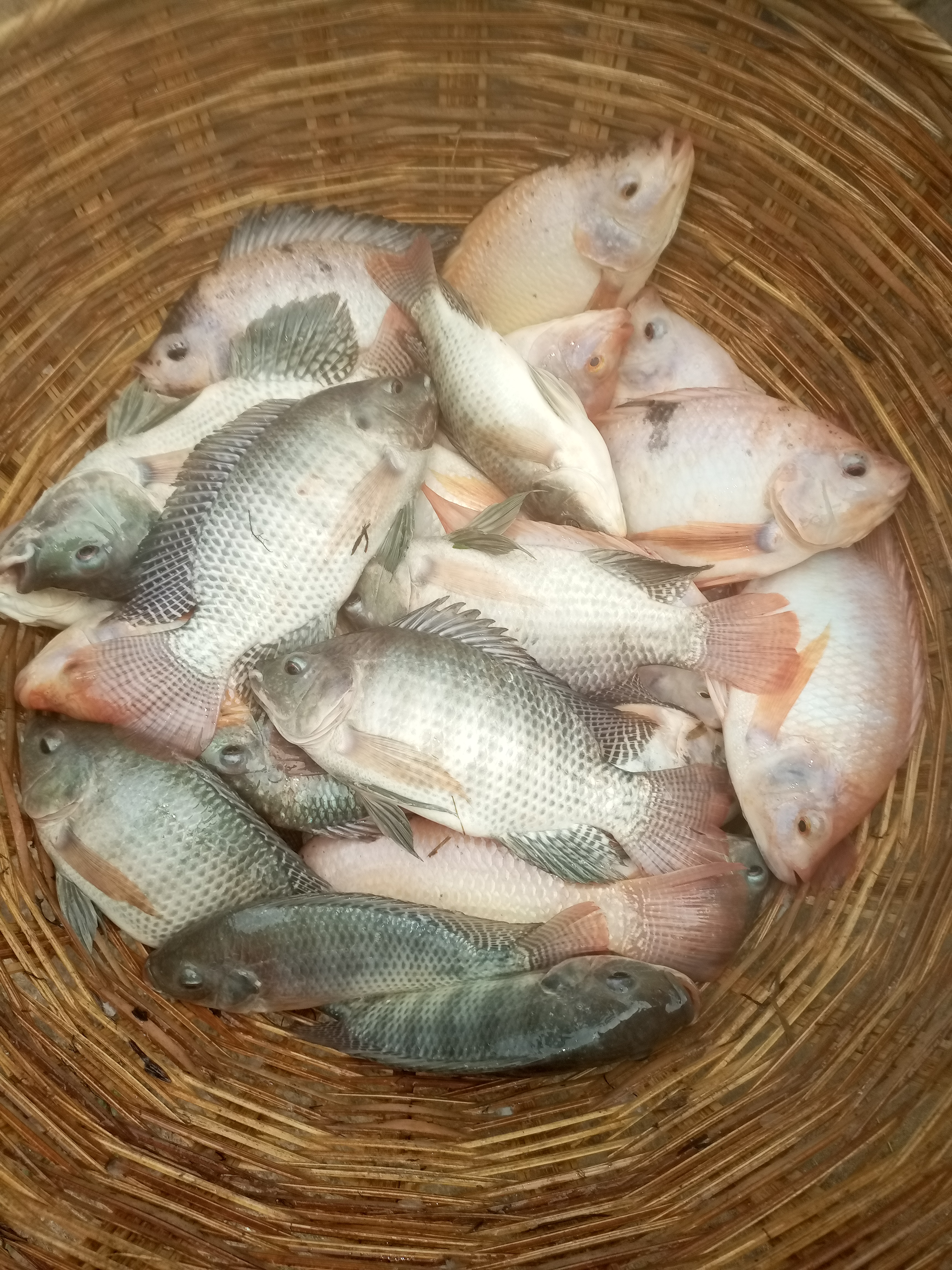 Tilapia frais — Bénin